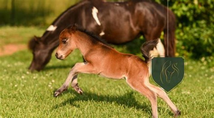 Understanding The Pregnancy Duration Of French Bulldogs