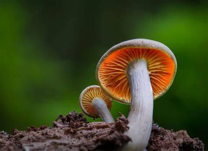 Unleashing Laughter: Jokes About Mushrooms That Will Make You Chuckle