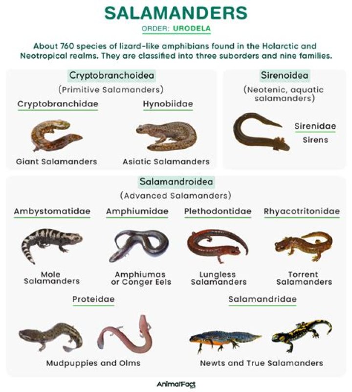 Unveiling The Enigmatic Salamander Of Monsters, Inc.: A Journey Of Discovery
