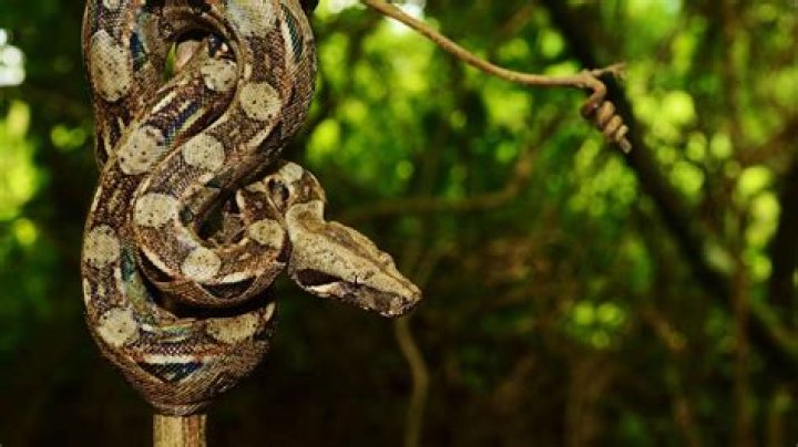 Unveiling The Mystique Of The Albino Boa: Nature's Enigmatic Serpent
