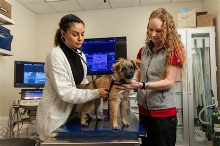 Veterinary Technician Schools Brooks Me