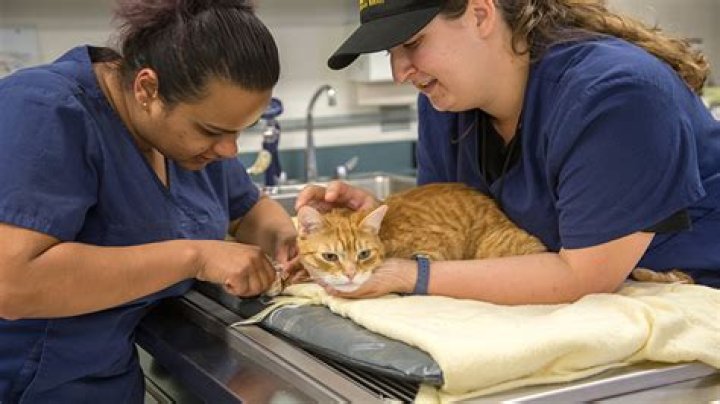 Veterinary Technician Schools Colchester Ct