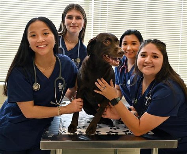 Veterinary Technician Schools Greensburg La