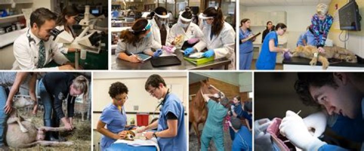 Veterinary Technician Schools Hazleton Pa