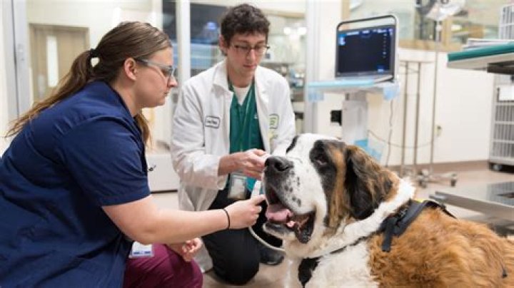 Veterinary Technician Schools Longmont Co