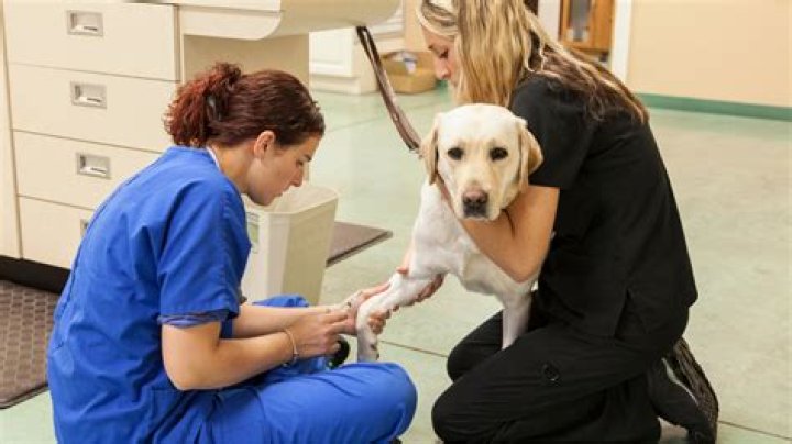 Veterinary Technician Schools Los Molinos Ca