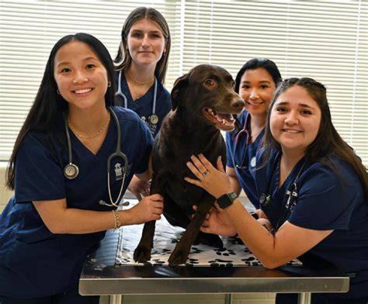 Veterinary Technician Schools Progreso Tx