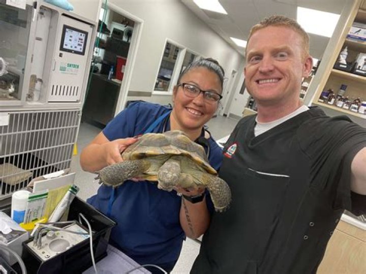 Veterinary Technician Schools Springfield Il