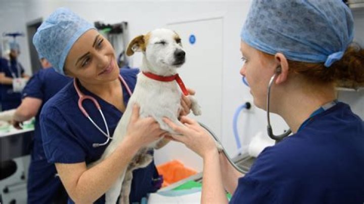 Veterinary Technician Schools Vinita Ok