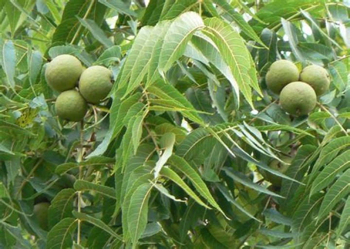 walnut