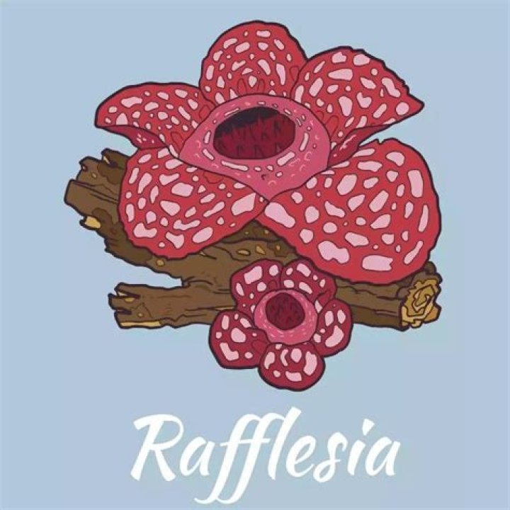 werde entscheiden Rafflesia Arnoldi Wortlaut virginia pablo escobar