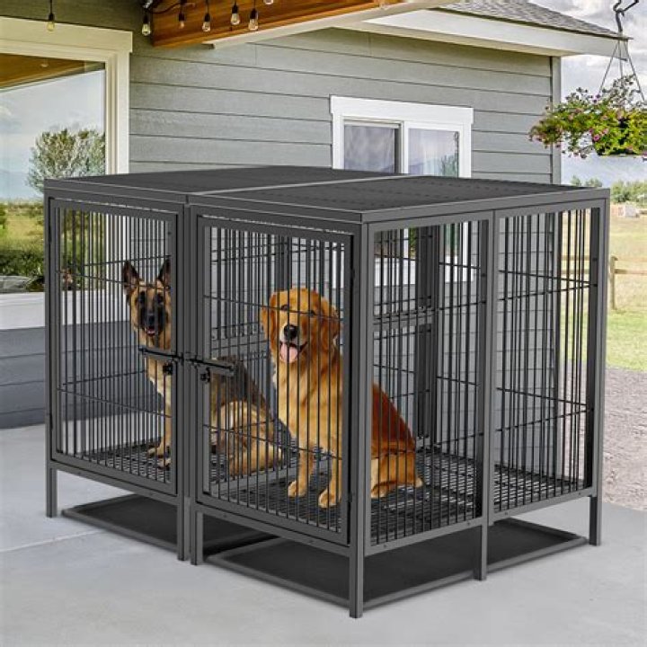 What are the Kennel's Health Requirements?