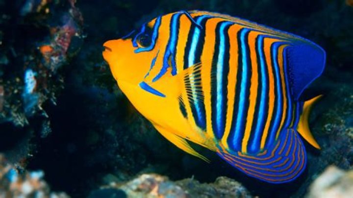 What Kind of Fish is Dory? Mental Floss