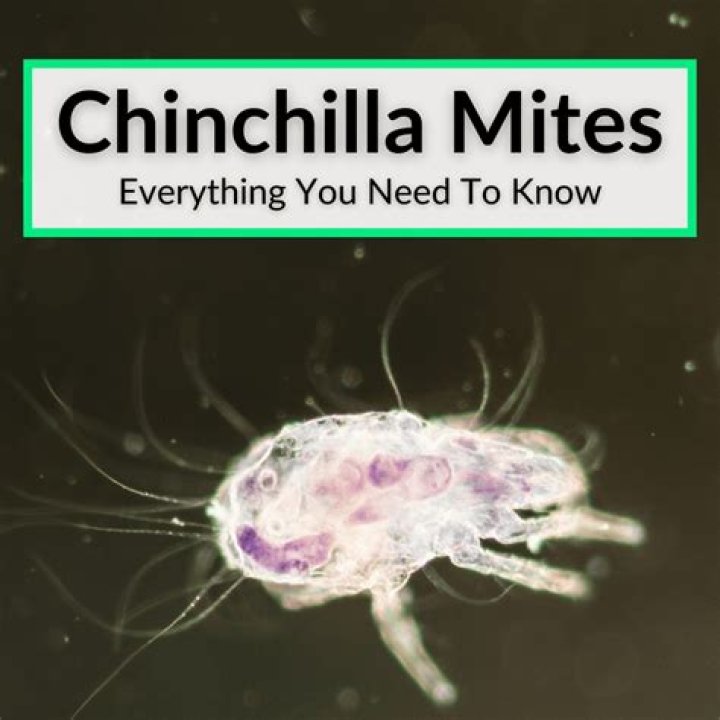 What’s Eating You? Cheyletiella Mites MDedge Dermatology