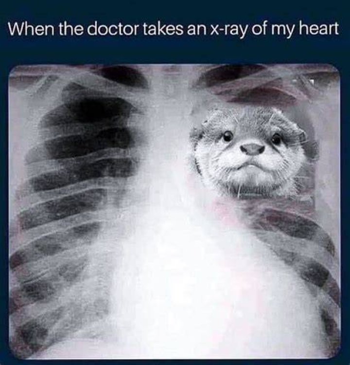 When the doctor takes an XRay of my heart Pet boutique, X ray, Best dogs