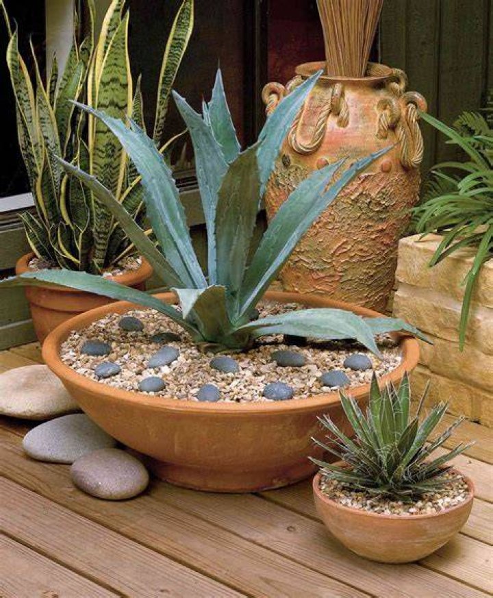 Where To Buy Good Pot Seeds