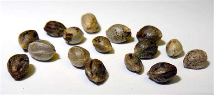 Where To Buy Pot Seeds In Denver