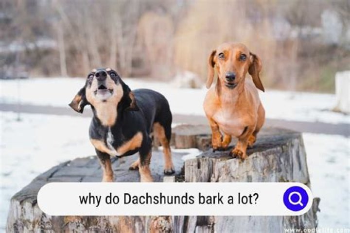 Why Do Dachshunds Bark A Lot? (Strategies) Oodle Life