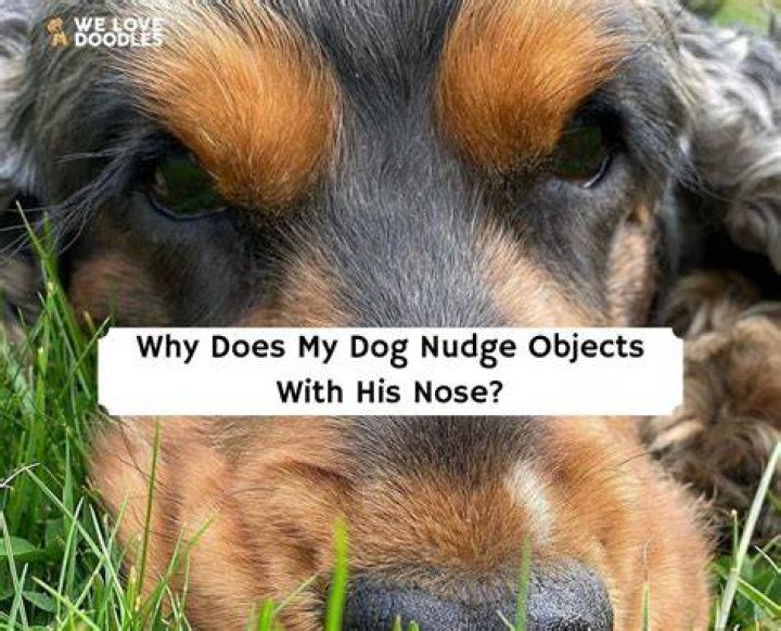 Why Does My Dog Nudge Objects With His Nose? (2023) We Love Doodles