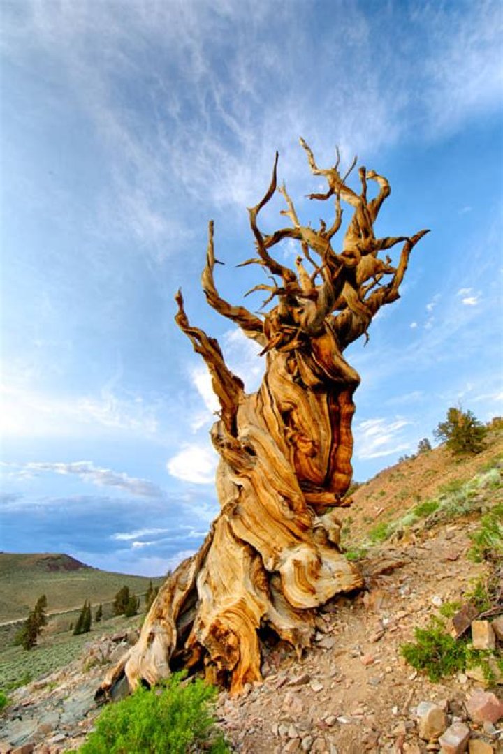Why Old Tjikko May Not Quite Be The World's Oldest Tree