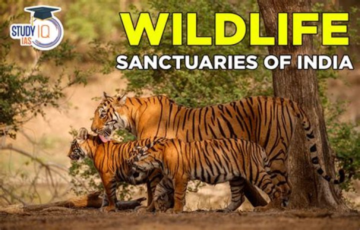 Wildlife, Gsctwo