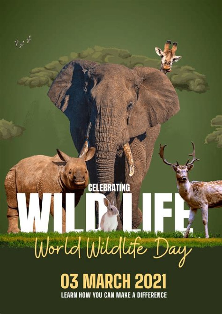 Wildlife Poster