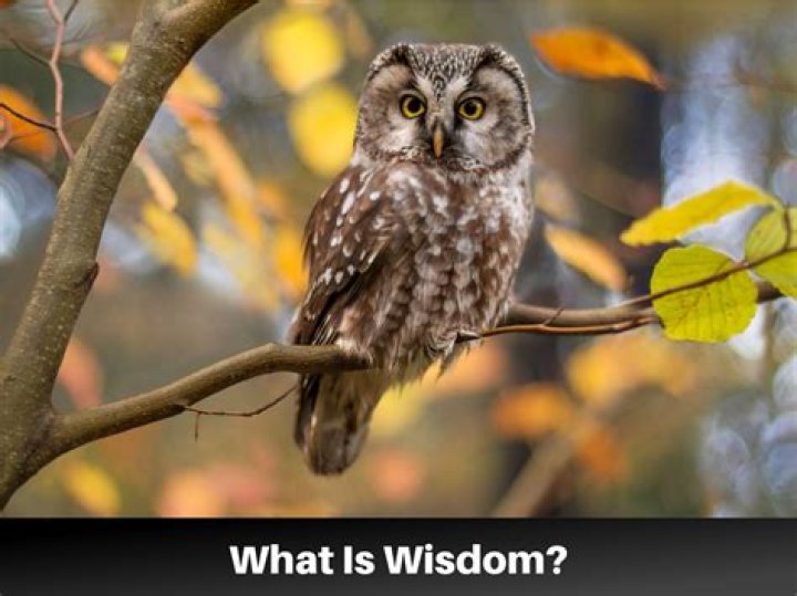 Wisdom, Gsctwo